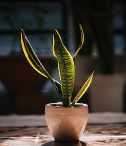 Snake Plant (Dracaena trifasciata) in clay pot sitting in medium light
