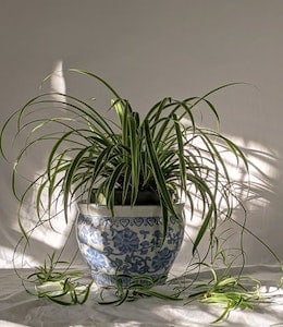 Spider Plant (Chlorophytum comosum) in blue colored pot, sitting on blanket and medium light