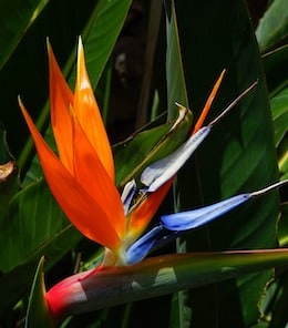 bird-of-paradise-flower