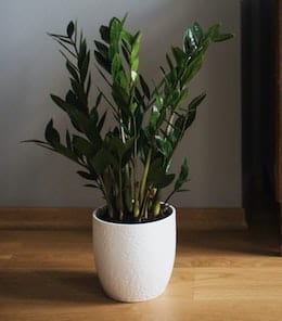 zz-plant in white pot