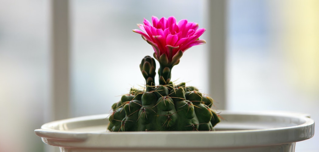 Are houseplants perrenials or annuals? houseplant cactus with pink flowers