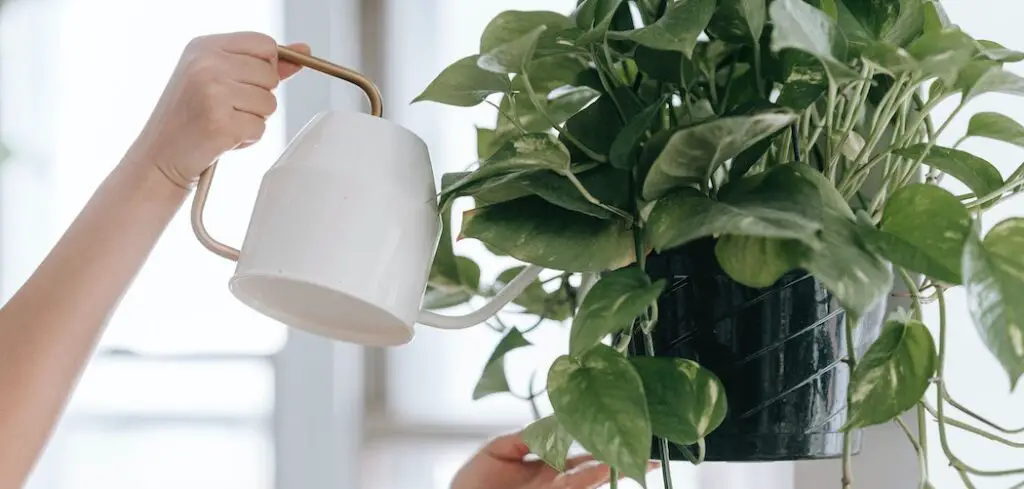 Home - HouseplantsCorner - The Houseplants Experts