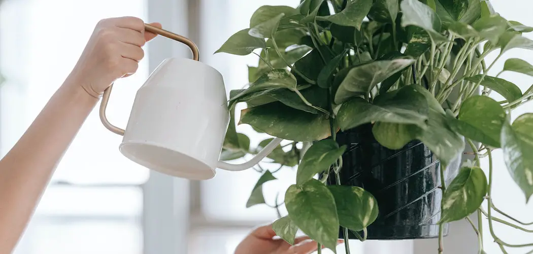 Are houseplants really a hobby? hands taking care of haging houseplant