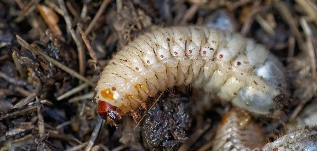 Are Worms In Houseplants Bad? (Prevention & Treatment ...