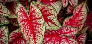 Are caladiums indoor plants? caladium red leaves