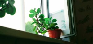 Do houseplants need fresh air? houseplant getting fresh air on a opened window