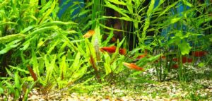 red fish swiming among houseplants in fish tank