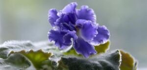Are african violets indoor plants? purple African violet