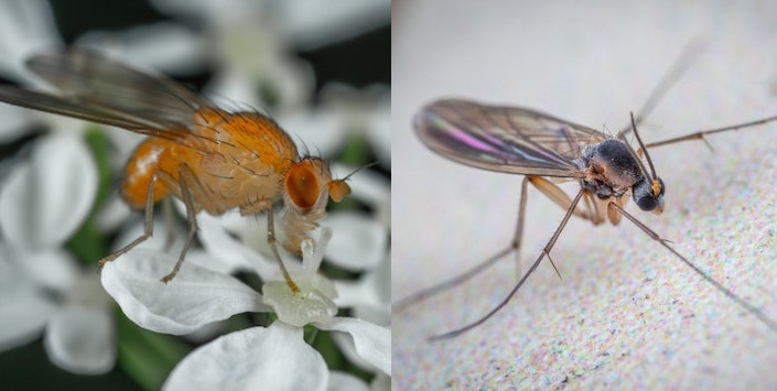 Do houseplants attract fruit flies? fruit fly side by side with fungus gnat