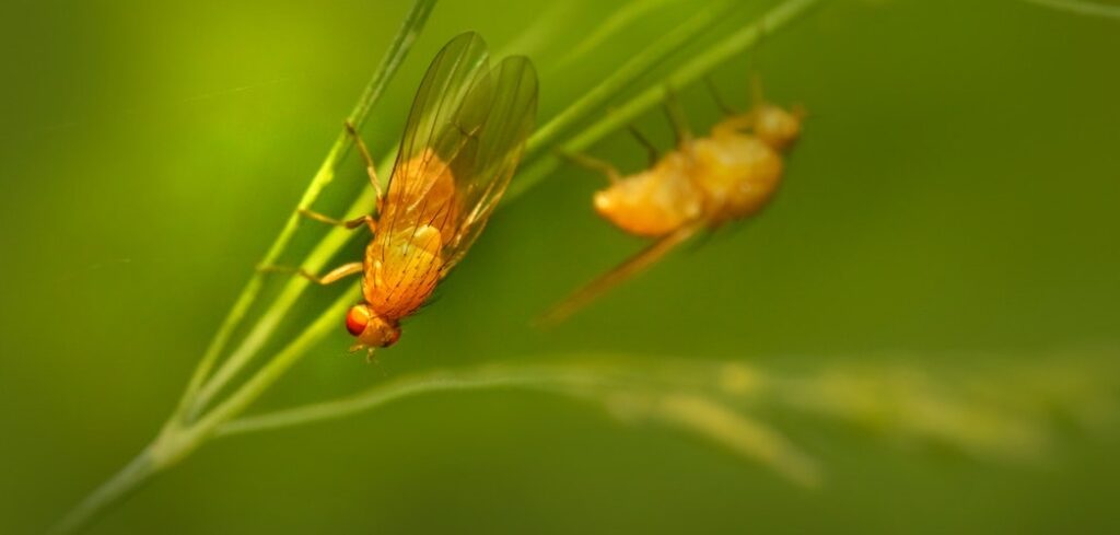 Do Spider Plants Attract Fruit Flies