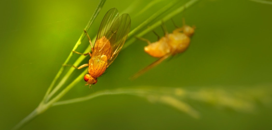 Do houseplants attract fruit flies? 2 yellow fruit flies sitting on a houseplant