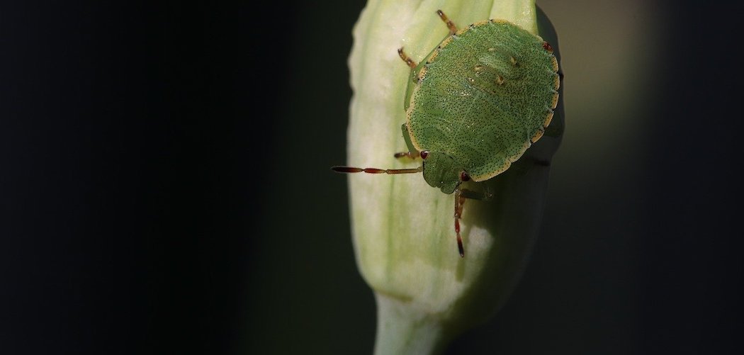 Do stink bugs kill houseplants? green stinkbug on houseplant flower