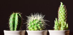 Do houseplants talk to each other? cactus houseplants in white ceramic pots near each other