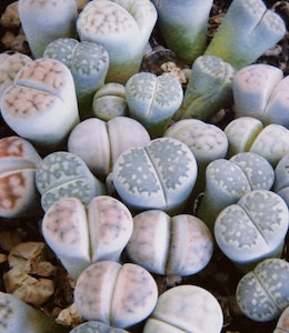 Living Stone Plant (Lithops)