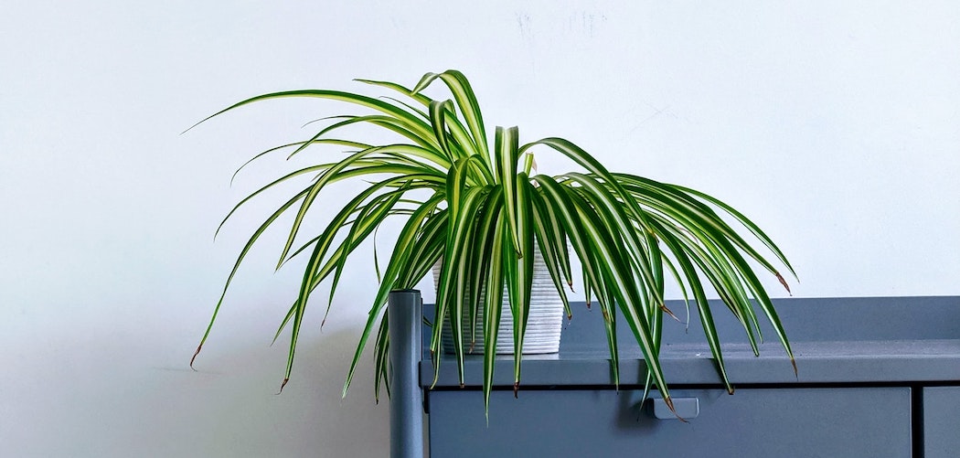 best houseplants with long thing leaves snake plant with long thin leaves on gray table