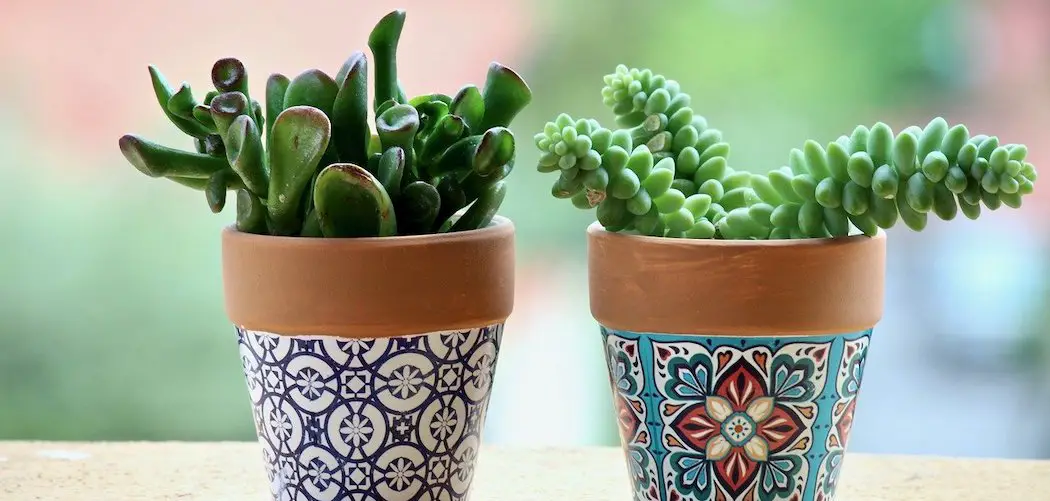 houseplants with thick leaves (succulents with very thick leaves in plant pot)