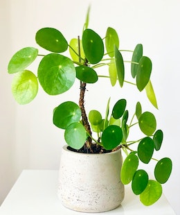 Chinese Money Plant (Pilea Peperomioides) in white pot
