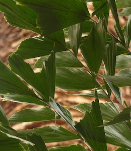 Fishtail Palm (Caryota)