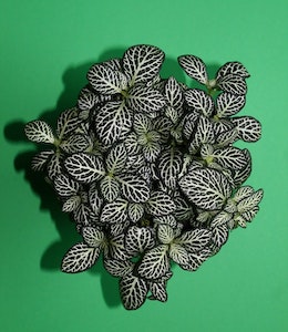 Nerve Plant (Fittonia Albivenis) with white green leaves on green background