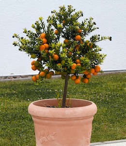 Orange Tree (Citrus X Sinensis) in big clay pot