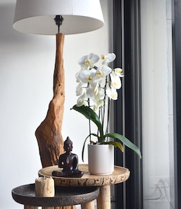 orchid close to window on chair near lamp