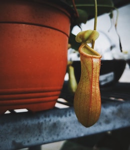Pitcher Plant (Nepenthes) in brown pot