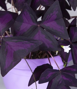 Purple Shamrock (Oxalis Triangularis) in pink pot