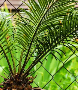 Sago Palm (Cycas Revolute)