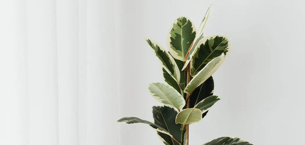 houseplants do thrips attack ficus elastica with thrip damage