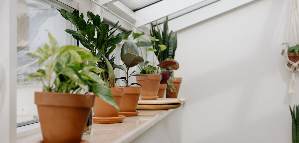houseplants for cold windowsills, houseplants sitting in cold window sill