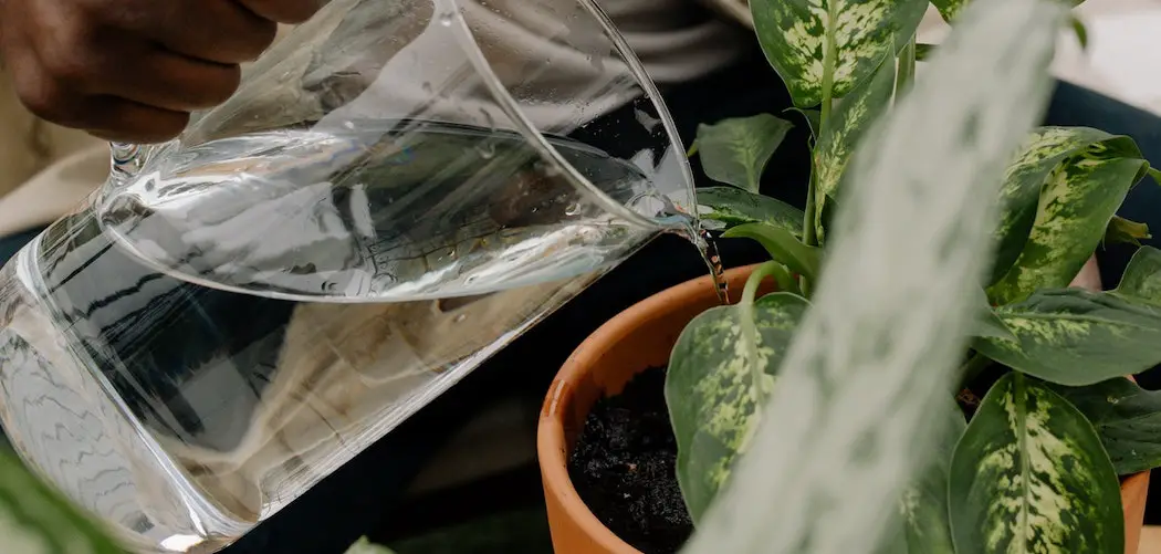 man watering houseplant with distilled water
