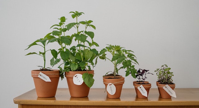 houseplants thrips dislike in ceramic pot