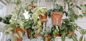 hanging indoor plants in full sun