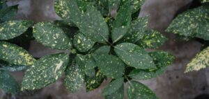 houseplants leaves with ozone damage
