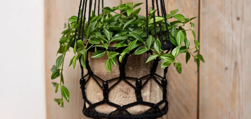 cheap hanging plant