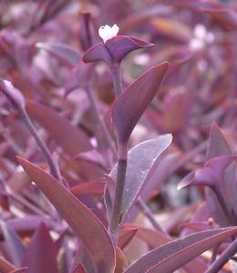 Purple Heart (Tradescantia Pallida)