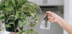 Woman misting hanging houseplant in winter