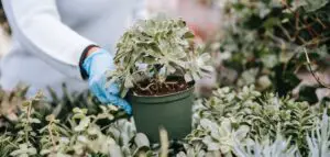 buying houseplant in winter from nursery