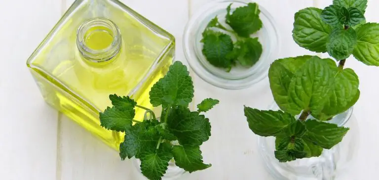 will-peppermint-oil-hurt-houseplants-7-helpful-answers