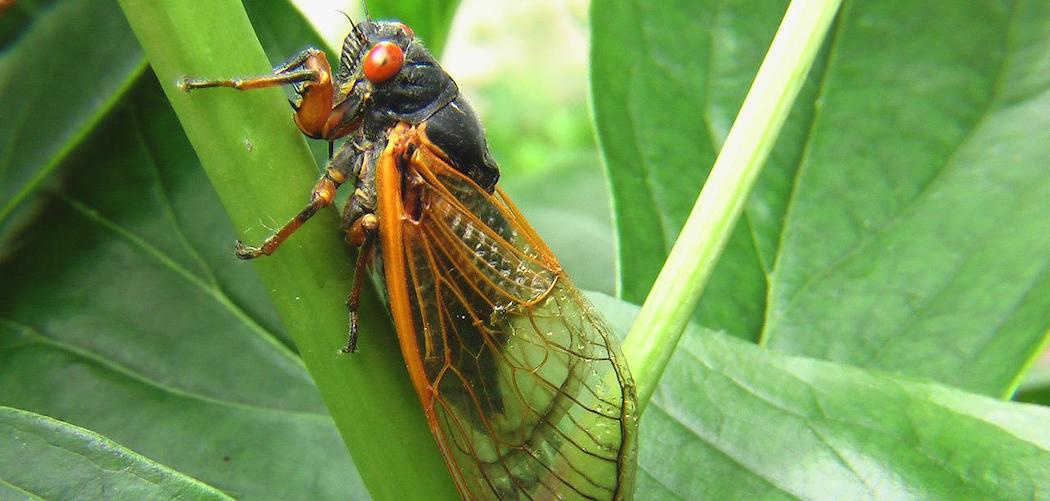 adult cicada laying on a houseplant