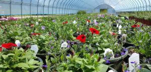 giant plant nursery full with colourful houseplants