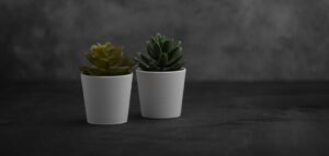succulent in white pots in dark room