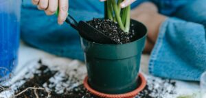 repotting plant using perlite as a drainage